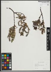 Foto von Salix myrsinites L.